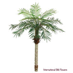 5.5' Date Palm Tree ( PTD115 )